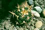 Stenocactus, Echinofossulocactus