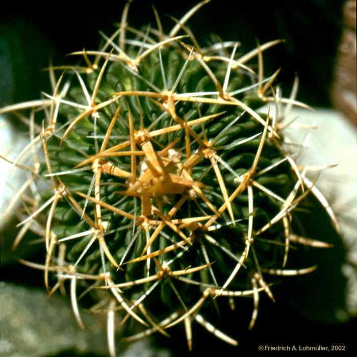 Echinofossulocactus violaciflorus