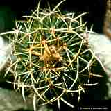 Stenocactus, Echinofossulocactus