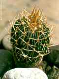 Stenocactus, Echinofossulocactus