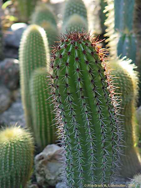 Stenocereus thurberi, Marshallocereus thurberi