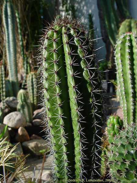 Stenocereus thurberi, Marshallocereus thurberi