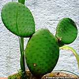 Opuntia