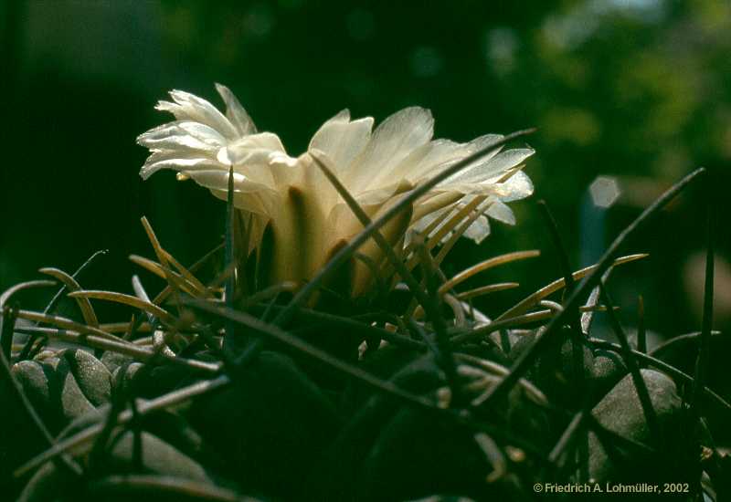 Thelocactus hexaedrophorus (LEMAIRE) BR. & R.