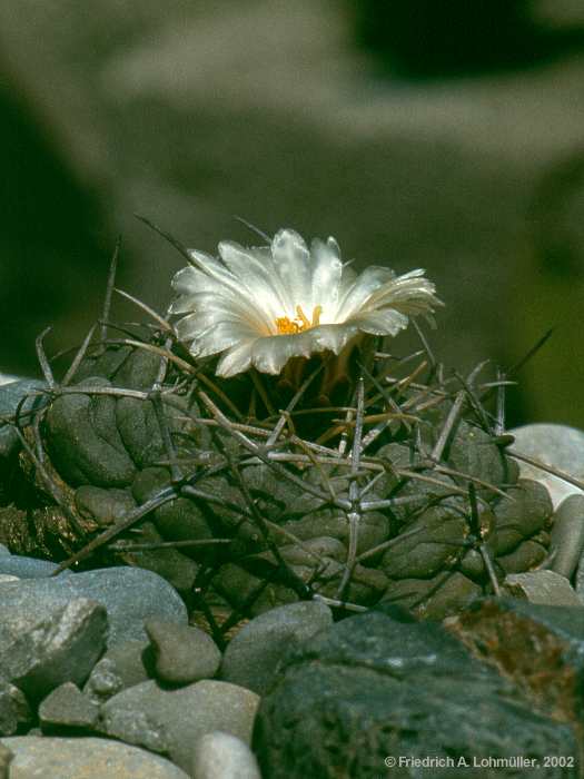 Thelocactus hexaedrophorus (LEMAIRE) BR. & R.