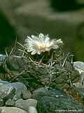 Thelocactus hexaedrophorus