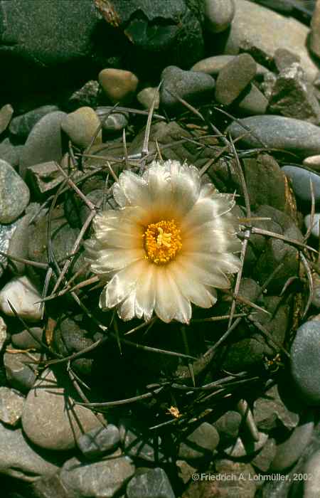 Thelocactus hexaedrophorus (LEMAIRE) BR. & R.