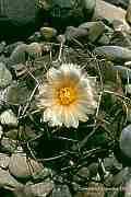 Thelocactus hexaedrophorus