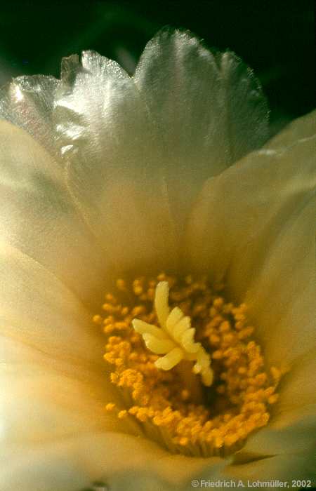 Thelocactus hexaedrophorus (LEMAIRE) BR. & R.