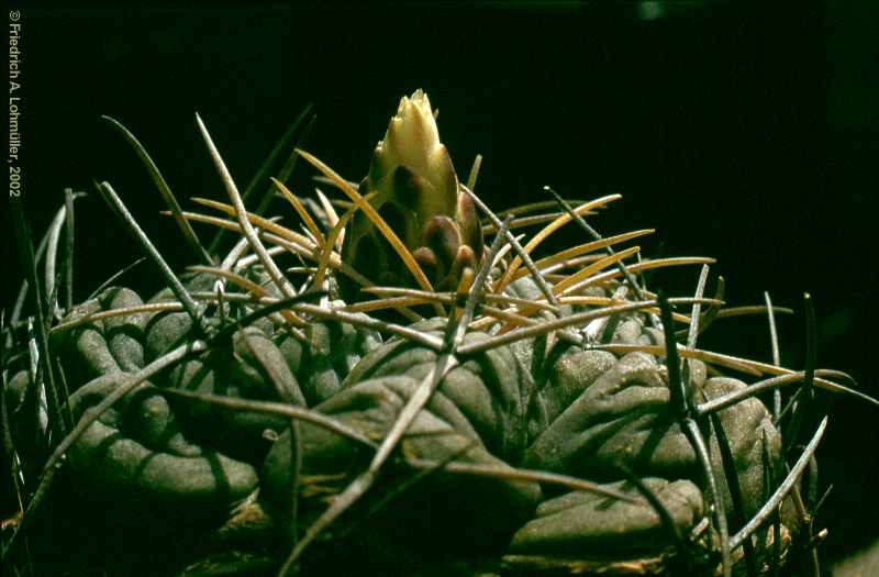 Thelocactus hexaedrophorus (LEMAIRE) BR. & R.