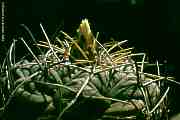 Thelocactus hexaedrophorus