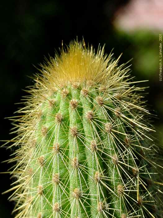 Weberbauerocereus johnsonii RITTER