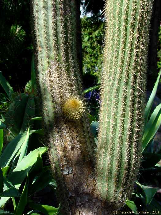 Weberbauerocereus johnsonii RITTER