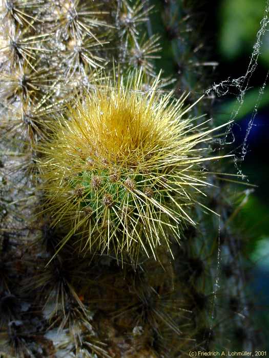 Weberbauerocereus johnsonii