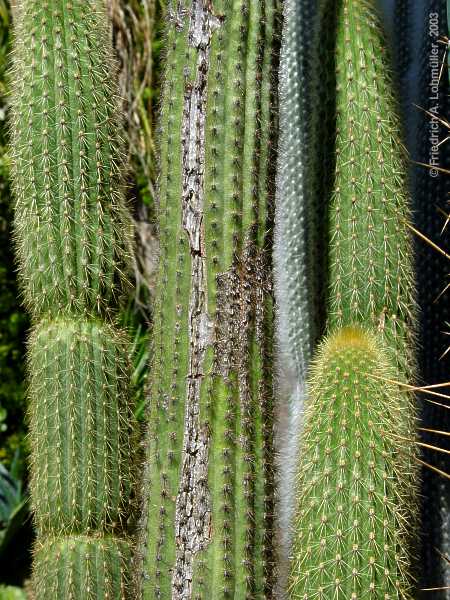 Weberbauerocereus johnsonii