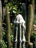 Pilosocereus leucocephalus, Cephalocereus palmeri