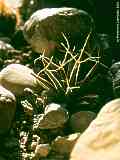 Leuchtenbergia + Lophophora