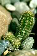 Lobivia silvestrii = Chamaecereus silvestrii