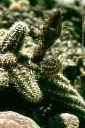 Lobivia silvestrii = Chamaecereus silvestrii
