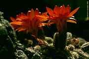 Lobivia silvestrii = Chamaecereus silvestrii