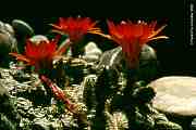 Lobivia silvestrii = Chamaecereus silvestrii