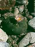 Lophophora williamsii