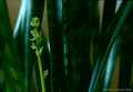 Sansevieria trifasciata