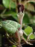 Ceropegia woodii