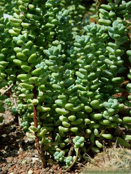 Sedum treleasei ROSE