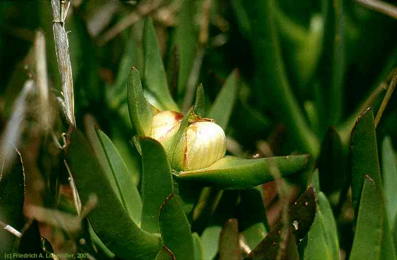 Carpobrotus edulis