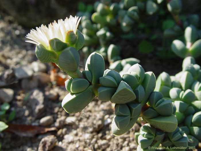 Delosperma lehmanni