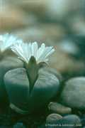 Lithops spec.