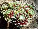 Sempervivum species