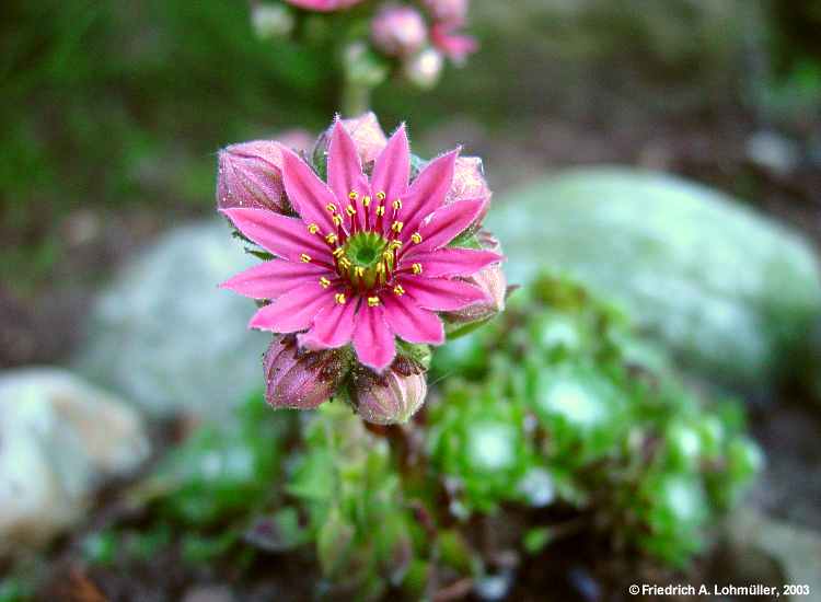 Sempervivum species