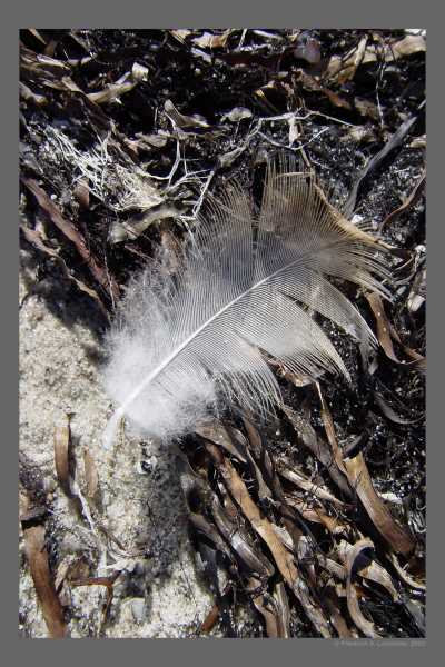 Feather