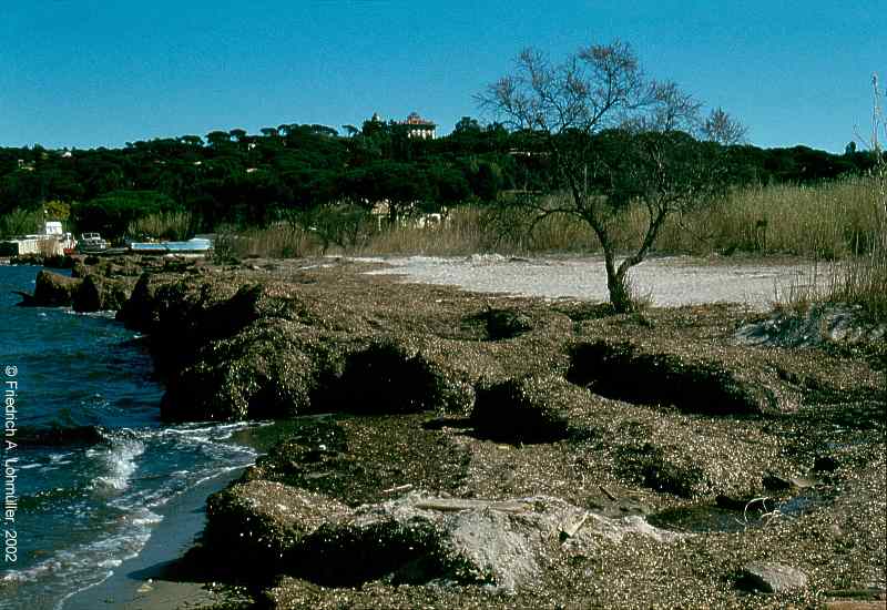 Baie des Canebiers, St. Tropez, Côte d'Azur, Provence