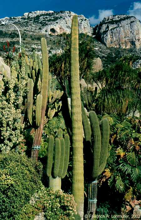 Jardin exotique, Monaco, Côte d'Azur, Provence