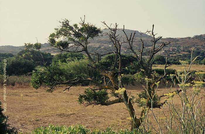 Near Palau, northern Sardinia