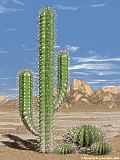 cacti, cactus in the desert