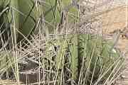 cacti, cactus in the desert