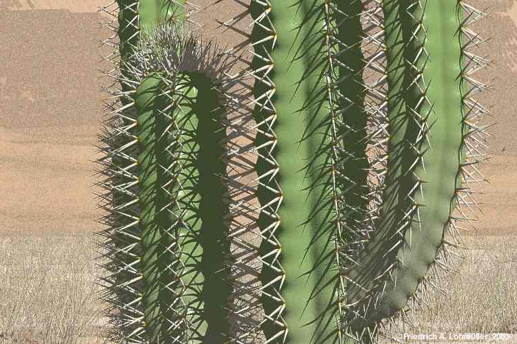 cacti, cactus in the desert