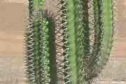 cacti, cactus in the desert