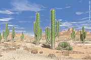 cacti, cactus in the desert