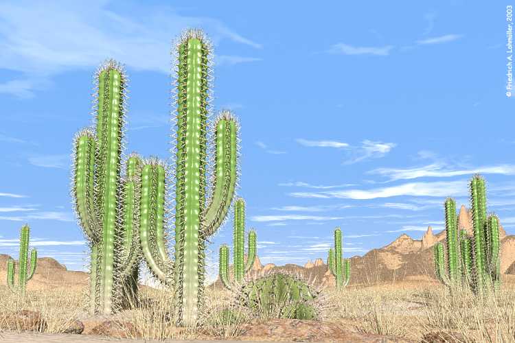 cacti, cactus in the desert