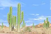 cacti, cactus in the desert