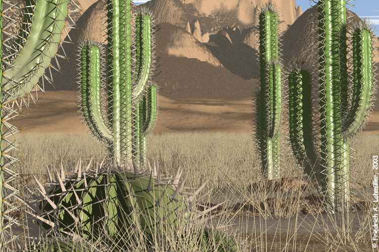 Cacti in the Desert (3) - detail