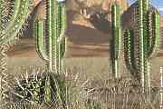 cacti, cactus in the desert