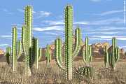 cacti, cactus in the desert