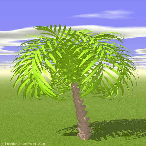 palm