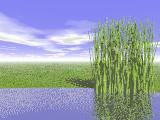 Reeds_0